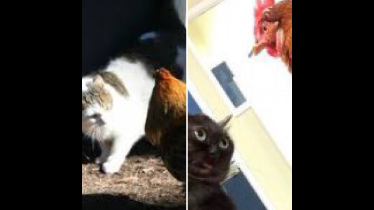 Cat vs Chicken: Watch What Happens Next and Get Ready to Laugh