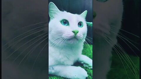 A white have a blue eyes