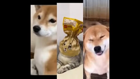 funny reactions of cute animals