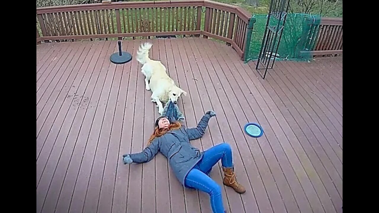 Dog Mistakes Furry Hood For a Toy & Drags Owner Around The Backyard