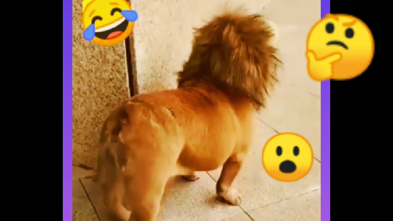 😅funny lion#short-Funny video, 🤔?