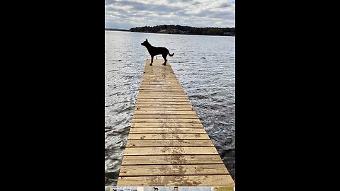 Belgian Malinois dog accidentally fall off pier!!!!🐕🐕😮👍😂😂