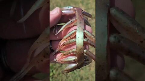 New Swamp Minnow Color is now live on the website. A lot of color shifting awesomeness in this one!