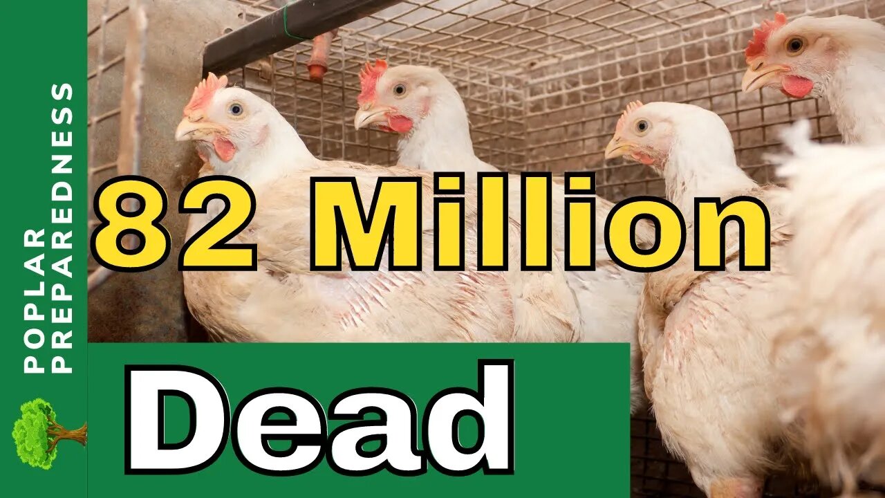 "Bird Flu” Worldwide Update Chicken Shortage / Egg Shortage