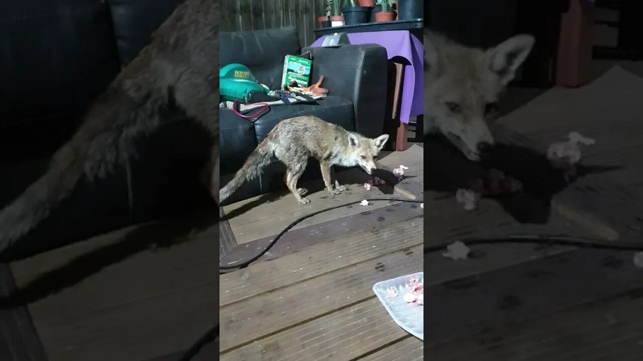 🦊Foxy vixen taking food back to her baby fox cubs in their den #SHORTS