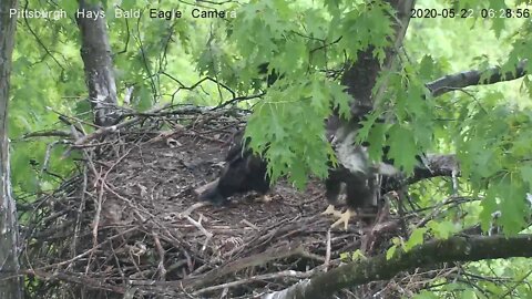 Hays Eagles Rain Dance H11 H12 5.22.20