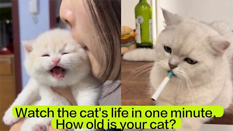 Watch the cat's life in one minute. How old is your cat?