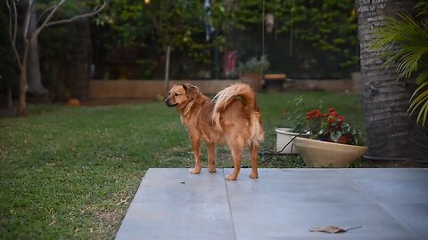 "Dazzling Dogs: Unleashing Cuteness and Charm!"