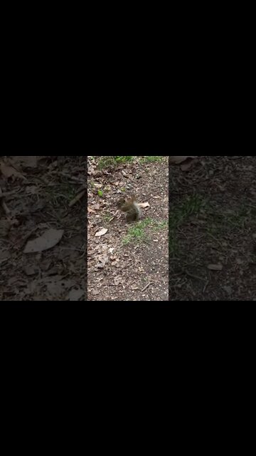 A squirrel eating a peanut 🥜