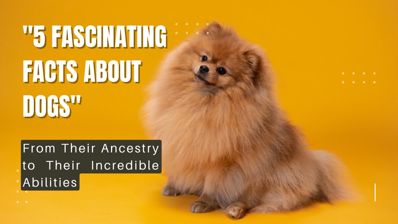 "5 Fascinating Facts About Dogs: From Their Ancestry to Their Incredible Abilities"