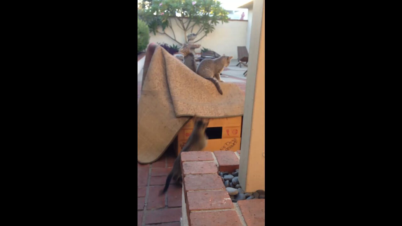 Feral kittens enjoying their new fort