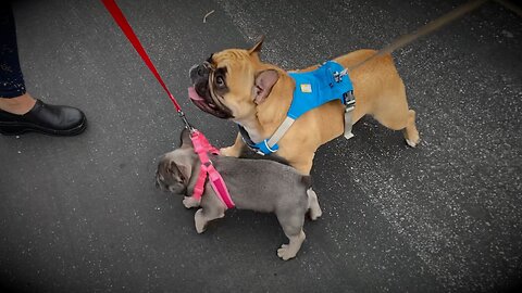 Ladybug Goes On Her First Walk