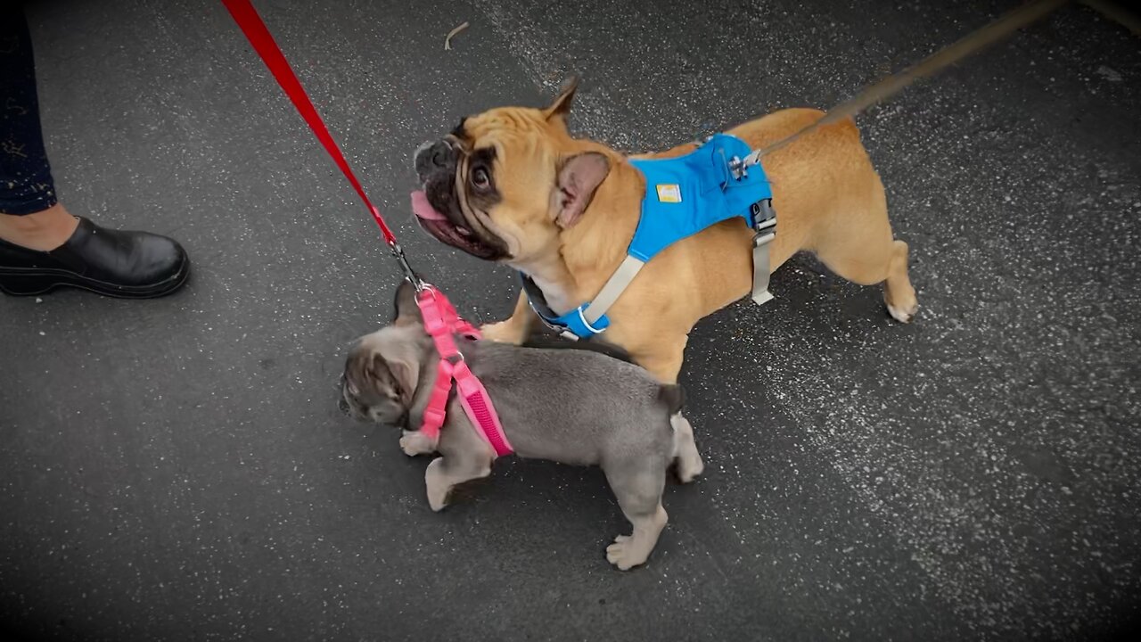Ladybug Goes On Her First Walk