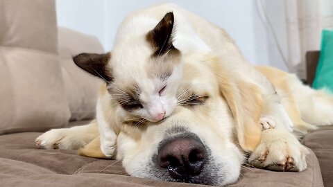 Kitten uses a Golden Retriever as a bed