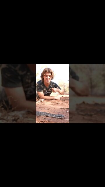 Worlds Fastest Striking Snake ‼️ #shorts