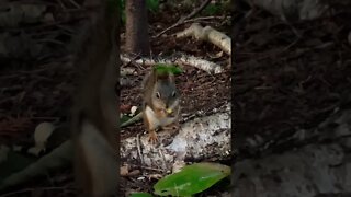 Up close with a cute Squirrel