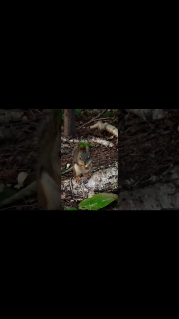 Up close with a cute Squirrel