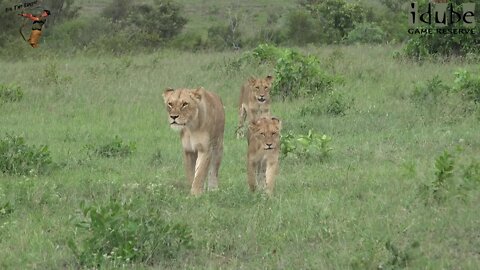 Daughters Of The Mapogo Lions - Rebuilding The Othawa Pride - 118: Strolling Through