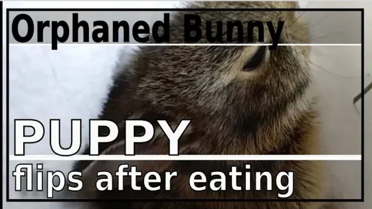 Puppy, an orphaned wild bunny from Tennessee