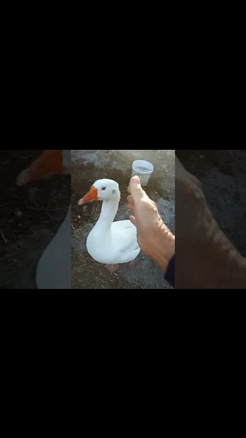 Good morning Ezra and Ezra's girl