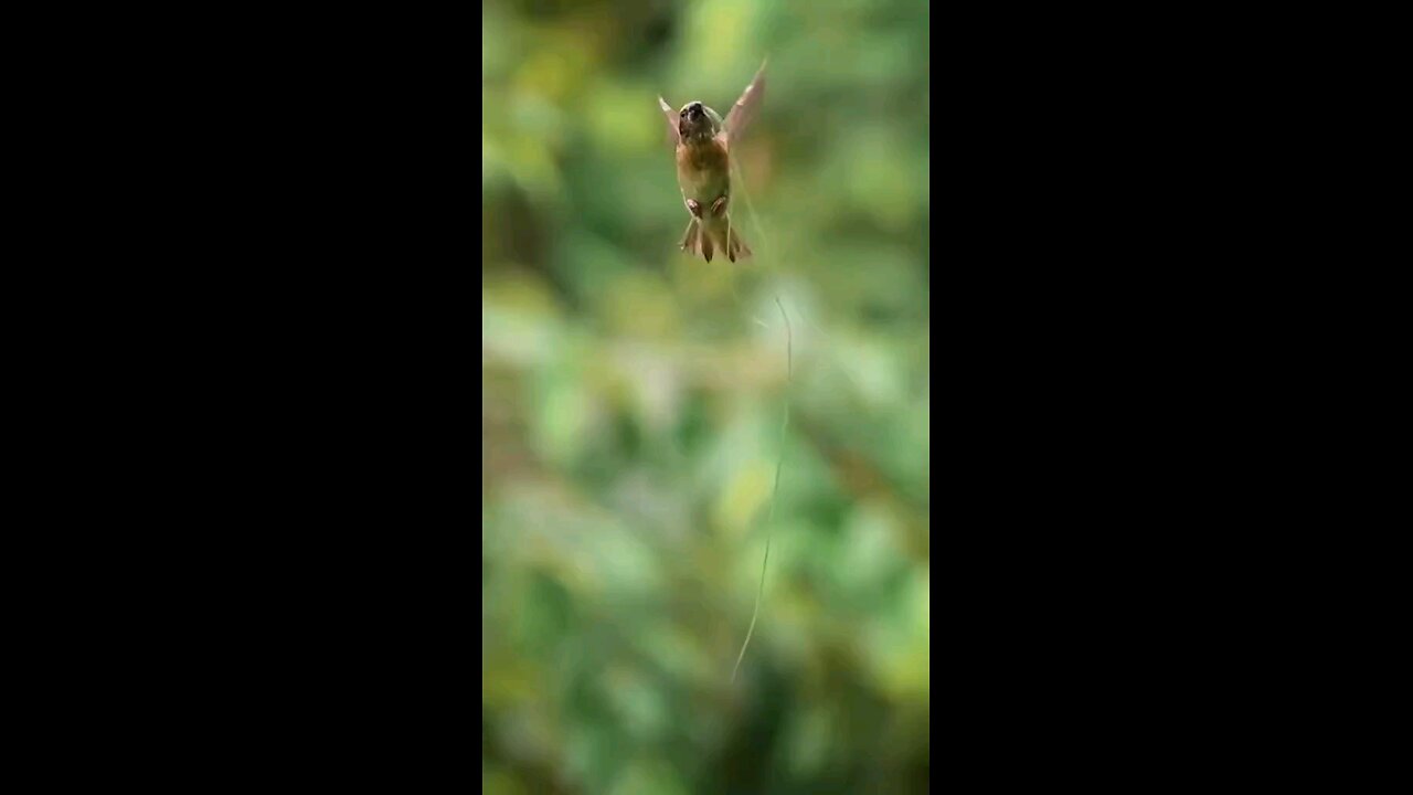 sparrow at own house