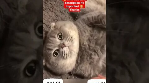 cute cat videos 😹 funny videos 😂 1138 😻 #shorts