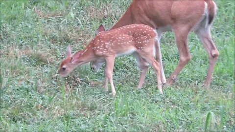 Bring deer into your back yard... Naturally..