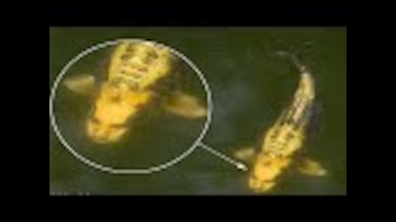 Fish with a human face creeps people out after being spotted in a lake
