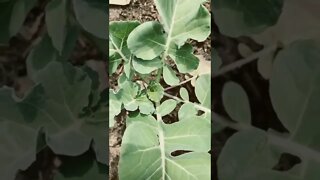 Garden update 14