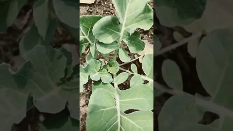 Garden update 14