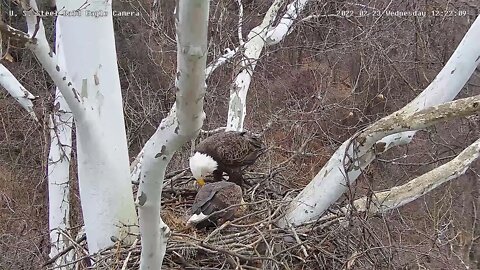 USS Eagles - Dad moves branch and hits Mom with it