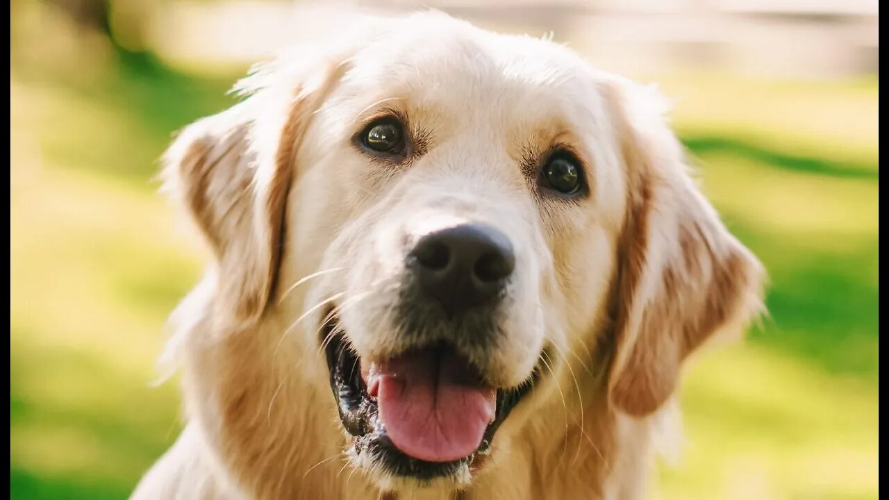 What Makes Golden Retrievers So Calm & Loving ?