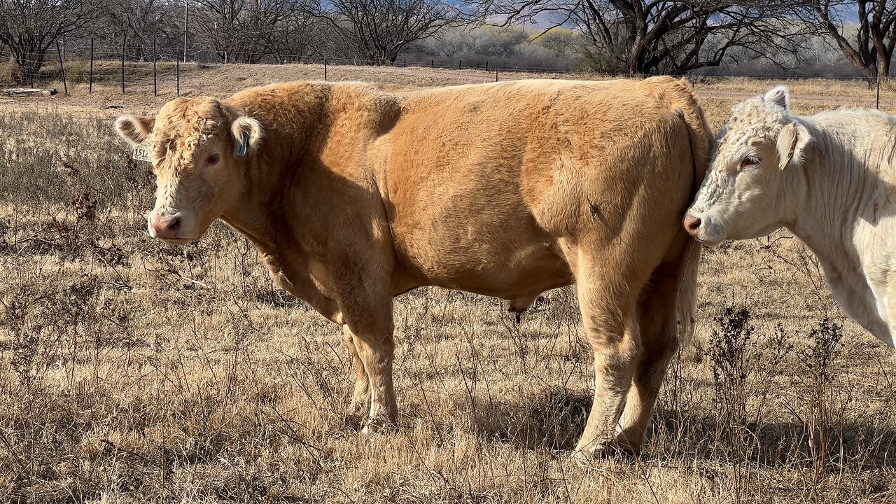 Charolais Red Angus Maine Anjou Bull