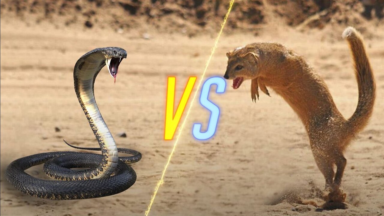 Cobra Snake VS Mongoose