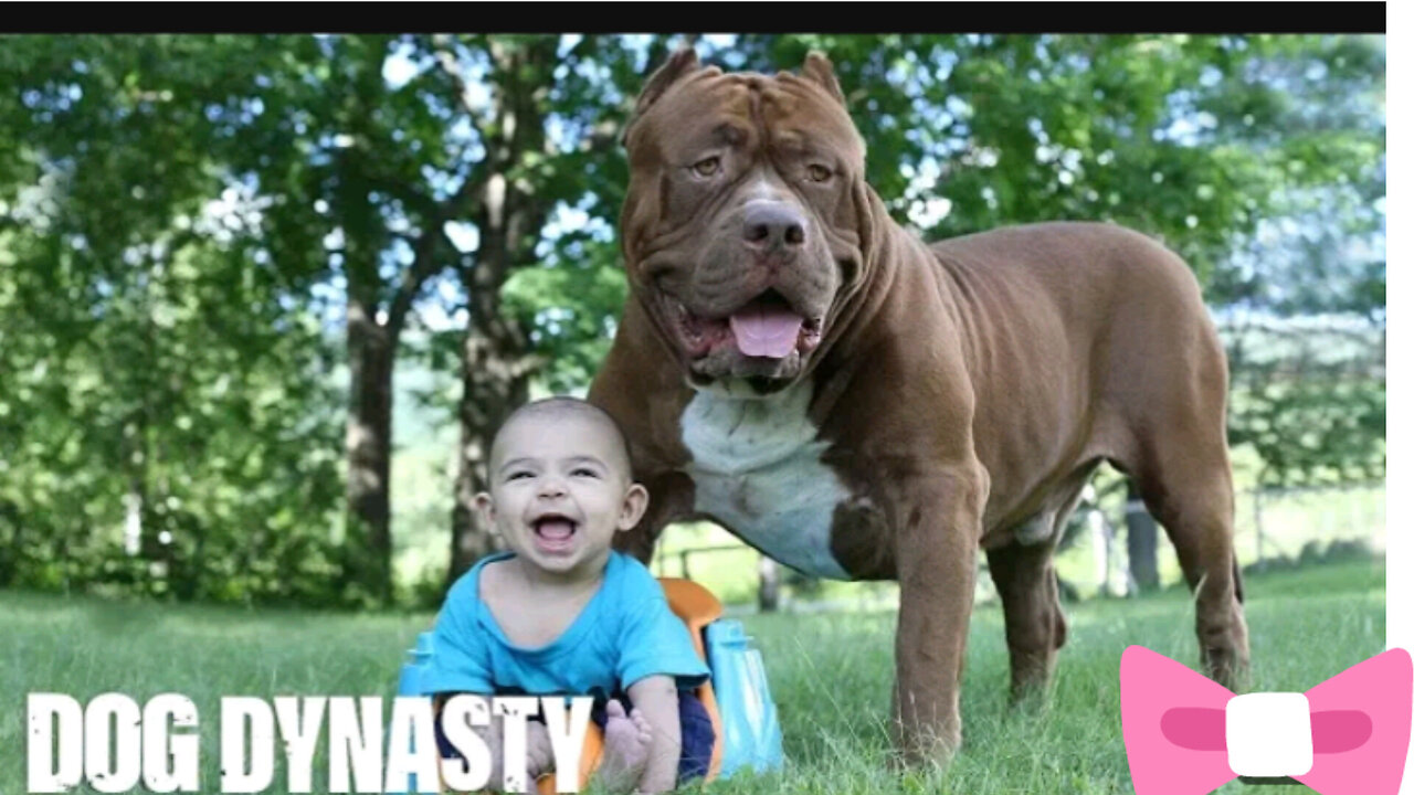 Giant Pit Bull Hulk & The Newborn Baby | DOG DYNASTY