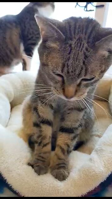 The best of the biscuits