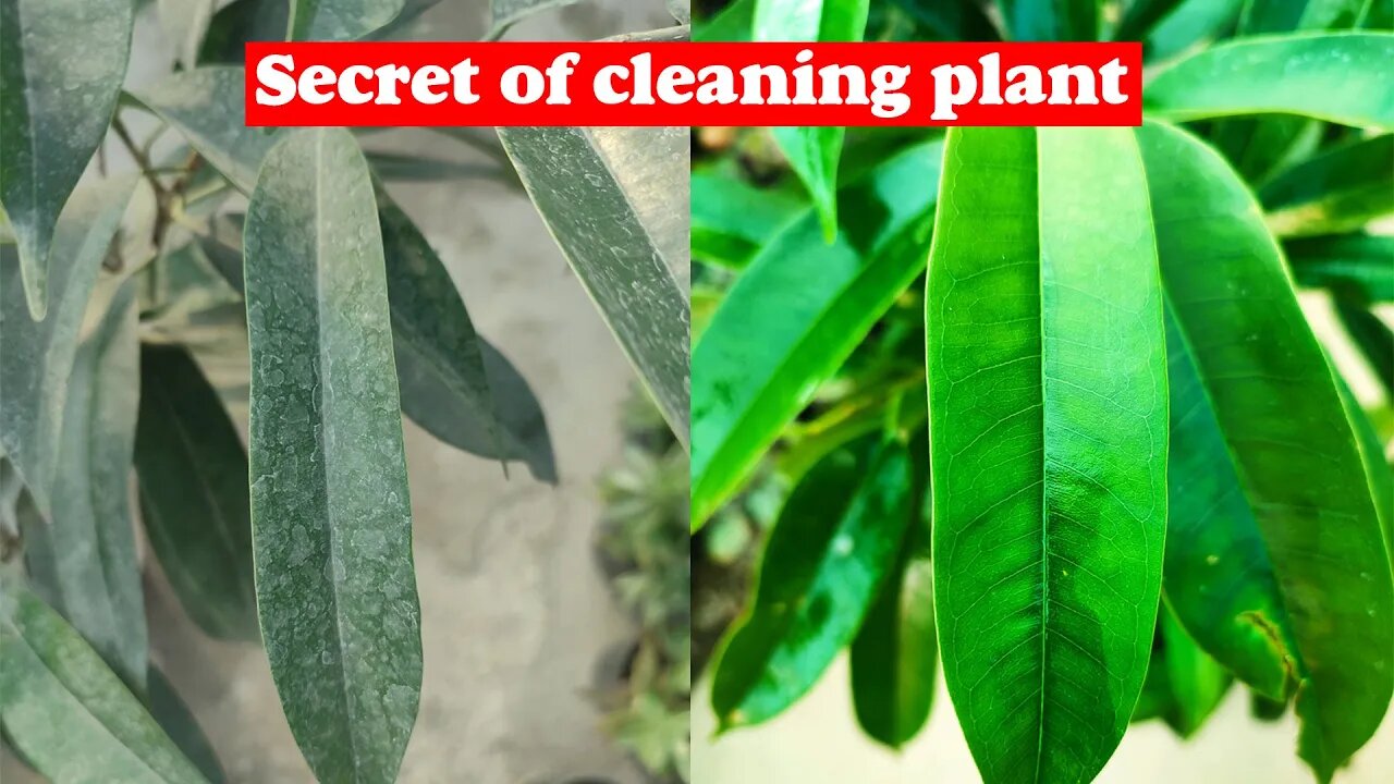 clean your plant | Revealing my secret plant cleaning trick