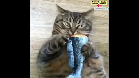 cute cat videos 😹 funny videos 😂 689 😻 #shorts #shortsfunny #cutecat #catvideos #catsfood #catscare