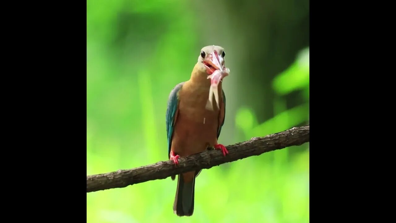 Birds from Thailand