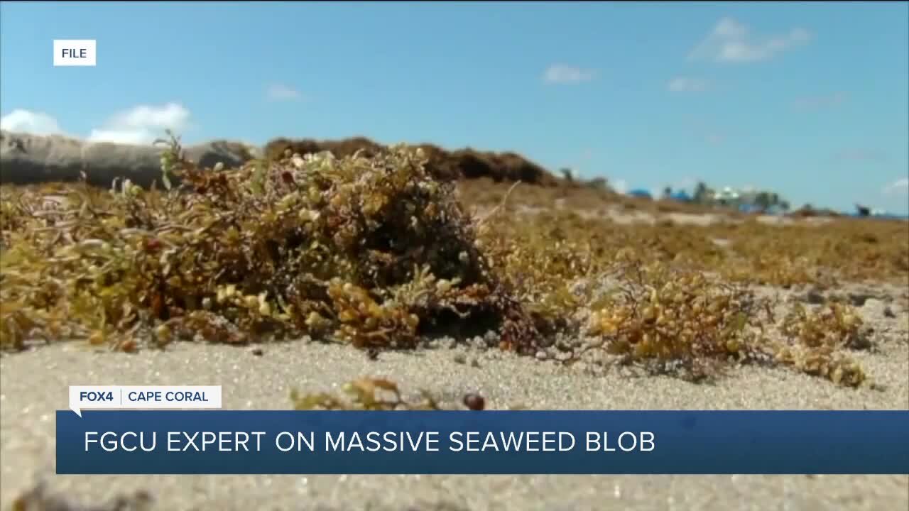 FGCU Professor explains Sargassum Seaweed Blob in the Atlantic Ocean
