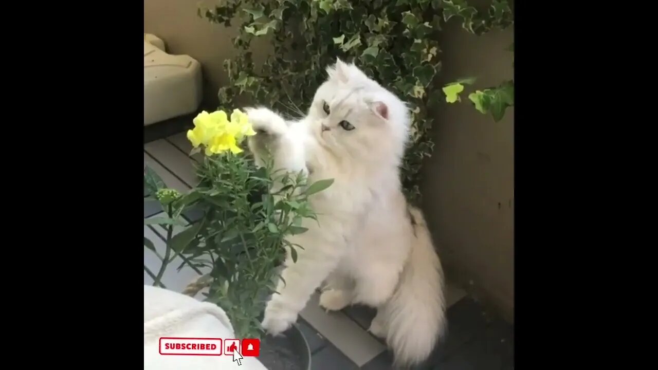 cute cat videos 😹 funny videos 😂1705