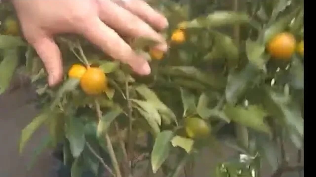 preços de frutiferas com frutos em Niterói RJ