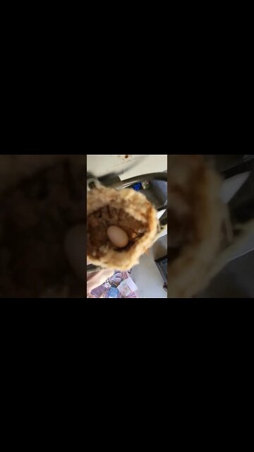 We found Hummingbird Egg During Our Easter Egg Hunt 😁