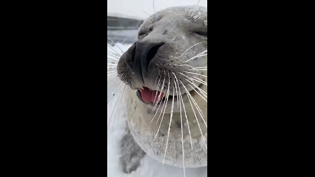 Proof that seals 🦭 are just sea dogs.🐕