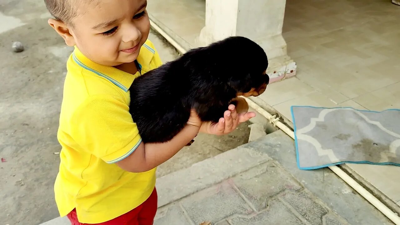 Kids love pets || Rottweiler puppies are so cute || Mr.Bolt