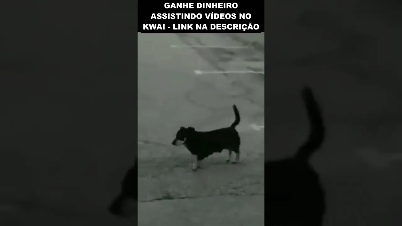 esse cachorro só pode ser de outro mundo