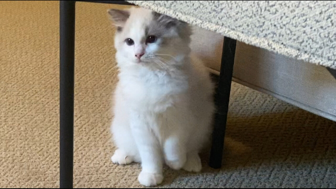 Adorable Ragdoll kitten pounces on Cavalier King Charles