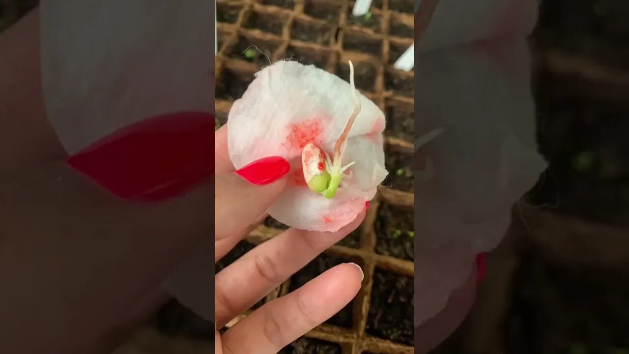 Домашното е най-вкусно! 🌱 #shorts