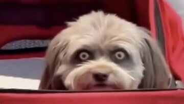 Can I Pet This Dog? A Little Girl’s Adorable Misunderstanding with a Bear!