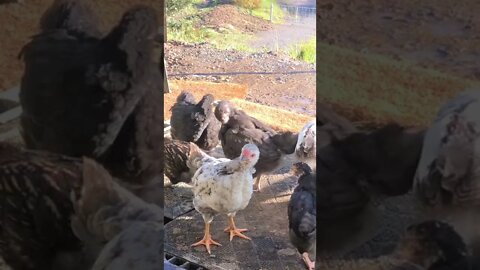 Baby birds sit on my doorstep in the morning